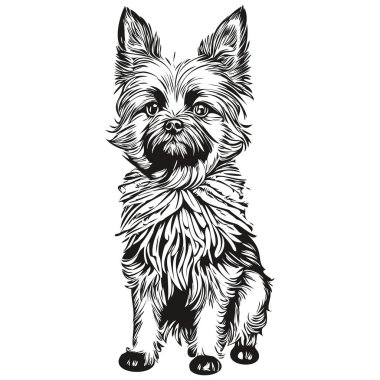 Afenpinscher köpek yüzü vektör portresi, komik ana hatlı hayvan tasviri beyaz arka plan gerçekçi hayvan silueti
