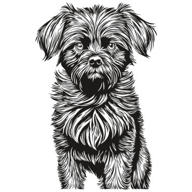 Afenpinscher köpek yüzü vektör portresi, komik ana hatlı hayvan tasviri beyaz arka plan gerçekçi hayvan cins.