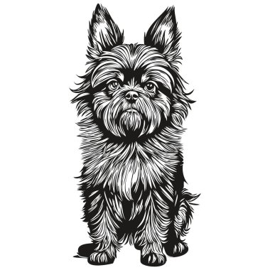 Afenpinscher köpek kafası çizim vektörü, şeffaf arka plan çizimi gerçekçi evcil hayvan cinsi.