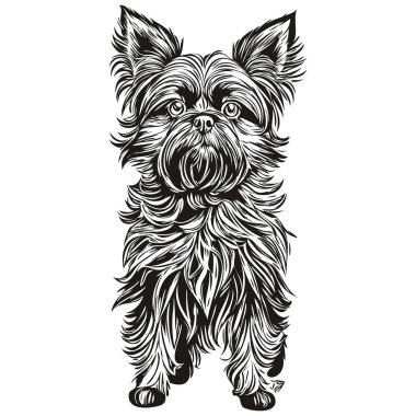 Vektör olarak afenpinscher köpek portresi, dövme için hayvan el çizimi veya tişört baskısı resmedilmesi gerçekçi bir evcil hayvan.