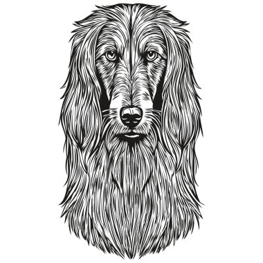 Afgan av köpeği çizgi film yüz mürekkep portresi, siyah beyaz çizim, tişört baskısı gerçekçi evcil hayvan.