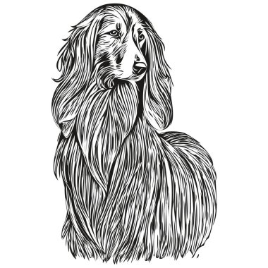 Afgan av köpeği mürekkep çizimi, klasik dövme ya da tişört baskısı siyah beyaz vektör gerçekçi evcil hayvan