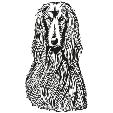 Afgan av köpeği beyaz arka planda tek başına resim çiziyor, baş hayvan çizgisi resmedilmesi gerçekçi evcil hayvan.