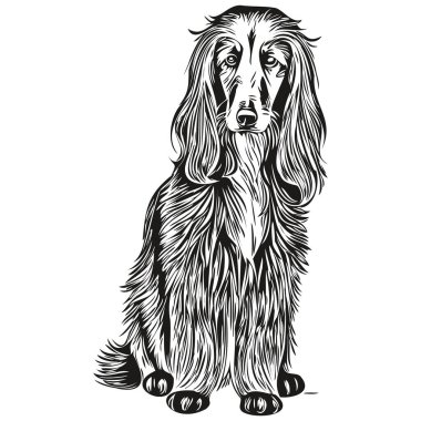 Afgan av köpeği hayvan resmi, siyah-beyaz gravür vektörü