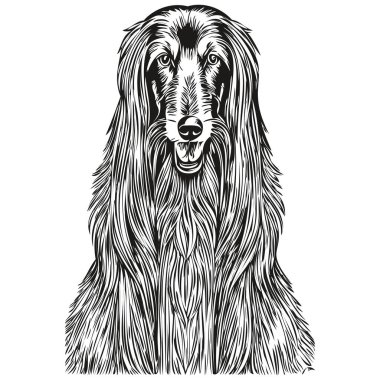 Afgan av köpeği gerçekçi kalem çizimi vektör, çizgi çizimi köpek yüzü siyah beyaz