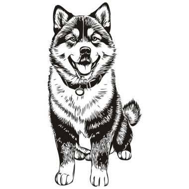 Akita köpek cinsi çizimi, klipsli hayvan eli siyah beyaz vektör çiziyor