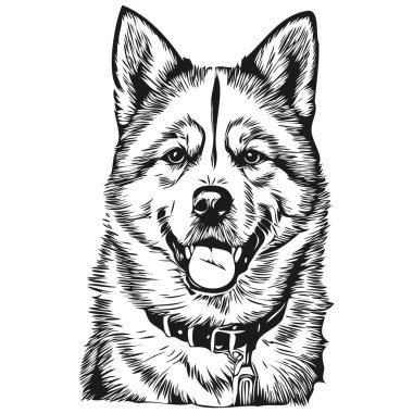 Akita köpeği oymalı vektör portresi, karikatür vintage siyah-beyaz gerçekçi evcil hayvan çizimi