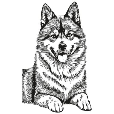 Akita köpek başı çizim vektörü, el çizimi, şeffaf arka plan gerçekçi evcil hayvan cinsi.