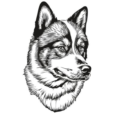 Akita köpeği gerçekçi hayvan çizimi, el çizimi siyah beyaz vektör çizimi