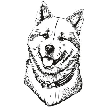 Akita köpek vektör yüzü portresi, eskiz vintage tarzı şeffaf arkaplan çizimi