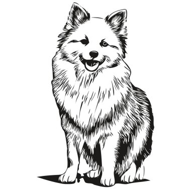Amerikan Eskimo köpeği mürekkep çizimi, klasik dövme ya da tişört baskısı siyah beyaz vektör gerçekçi evcil hayvan.