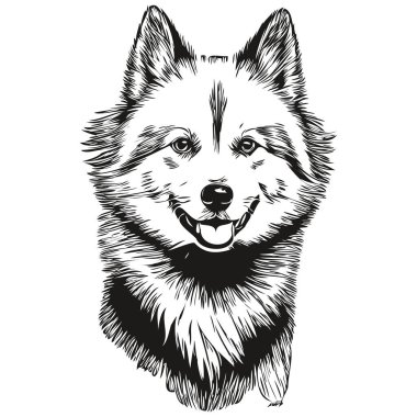 Amerikan Eskimo köpeği mürekkep çizimi, klasik dövme veya tişört baskısı siyah-beyaz vektör çizimi