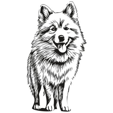 Amerikalı Eskimo köpek başlığı çizimi vektör, el çizimi, şeffaf arka plan gerçekçi evcil hayvan türü.