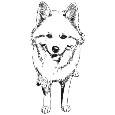 Amerikan Eskimo köpek portresi vektör, hayvan el çizimi dövme ya da tişört izi çizimi