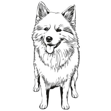 Amerikalı Eskimo köpeği gerçekçi hayvan çizimi, el çizimi siyah beyaz vektör çizimi