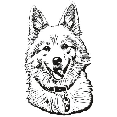 Amerikalı Eskimo köpek vektörü portre çiziyor, eskiz klasik tarz şeffaf arkaplan