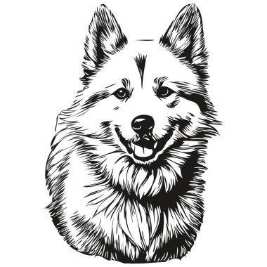 Amerikan Eskimo köpek vektör grafikleri, el çizimi kalem hayvan çizgisi çizimleri