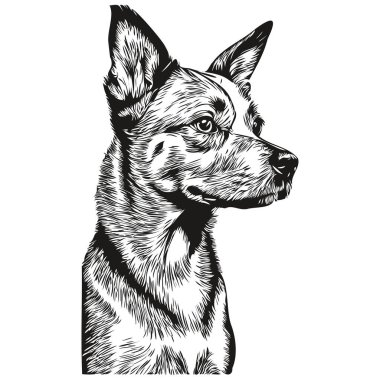 Amerikan Kılsız Teriyer köpek cinsi çizimi, klipsli hayvan eli çizimi siyah beyaz vektör