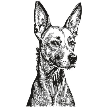 Amerikan Kılsız Teriyer köpeği hayvan silueti, hayvan çizgisi çizimi el çizimi siyah beyaz vektör gerçekçi evcil hayvan.