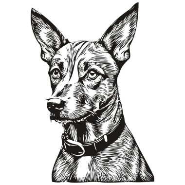 Amerikan Kılsız Teriyer köpek taslak kalem çizimi, beyaz arka planda siyah karakter gerçekçi evcil hayvan.