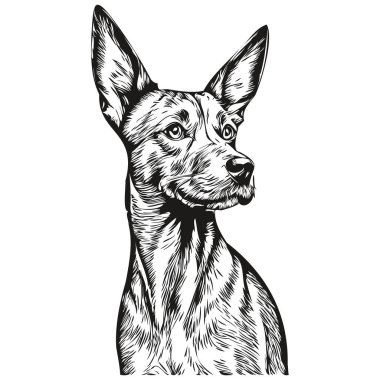 Amerikan Kılsız Teriyer köpeğinin gerçekçi çizimi vektör çizimi, köpeğin çizgi çizimi siyah ve beyaz gerçekçi evcil hayvan.