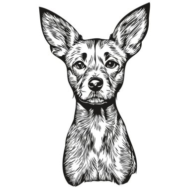 Amerikan Kılsız Teriyer köpeği gerçekçi hayvan illüstrasyonu, el çizimi siyah beyaz vektör