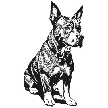 Amerikan Staffordshire Terrier köpeği oymalı vektör portresi, siyah-beyaz çizgi film vintage çizimi