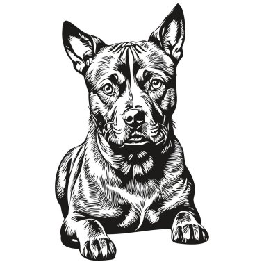 Amerikan Staffordshire Terrier köpeği oymalı vektör portresi, siyah beyaz gerçekçi evcil hayvan çizimi ile karikatüre bakın.