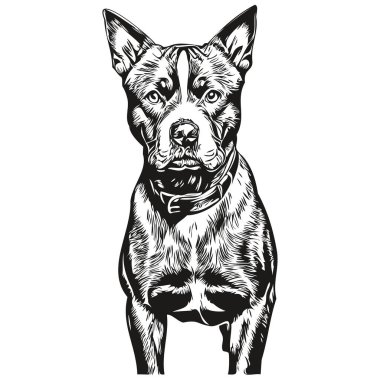 Amerikan Staffordshire Teriyeri 'nin köpek eli siyah beyaz çizgi çizen sanat hayvanları resimlerini çizdi.