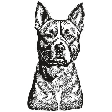 American Staffordshire Terrier köpeği beyaz arka planda resim çiziyor.