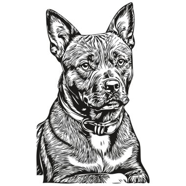 American Staffordshire Terrier köpek çizgisi illüstrasyonu, siyah beyaz mürekkep çizimi vektör gerçekçi evcil hayvan portresi