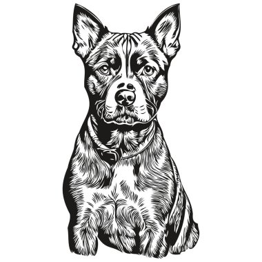 American Staffordshire Terrier köpek taslak kalem çizimi, beyaz arka planda siyah karakter gerçekçi bir evcil hayvan.