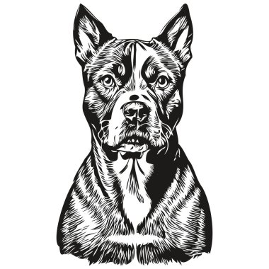 American Staffordshire Terrier köpek eli kalem el çizim vektörü, ana hatlı çizim evcil hayvan yüz logosu siyah ve beyaz gerçekçi evcil hayvan.