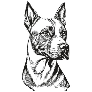 American Staffordshire Terrier köpek taslak çizimi, siyah beyaz oyma vektör çizimi