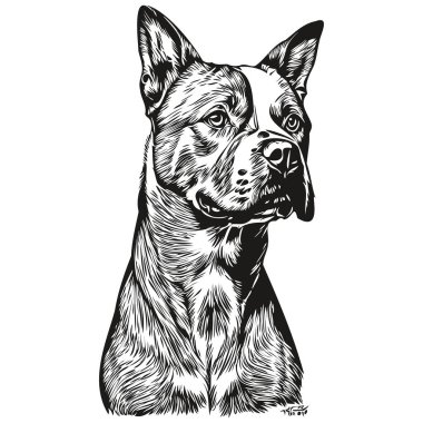Amerikan Staffordshire Terrier köpeği vektör içinde gerçekçi kalem çizimi, çizgi çizimi köpek yüzü siyah beyaz