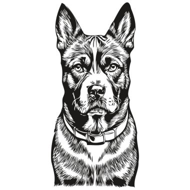 American Staffordshire Terrier köpek vektörü portre çiziyor, eskiz klasik tarz şeffaf arkaplan çizimi yapıyor.