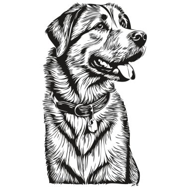 Anadolu çoban köpeği gerçekçi hayvan illüstrasyonu, el çizimi siyah beyaz vektör gerçekçi evcil hayvan.