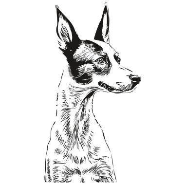 Basenji köpeği karikatür yüz mürekkep portresi, siyah beyaz çizim, tişört baskısı gerçekçi evcil hayvan.