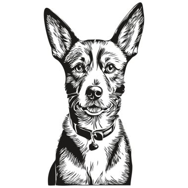 Basenji köpek oymalı vektör portresi, karikatür vintage siyah-beyaz gerçekçi evcil hayvan çizimi