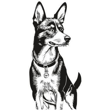 Basenji köpek çizimi kalem çizimi, siyah karakter beyaz arka planda gerçekçi bir evcil hayvan.