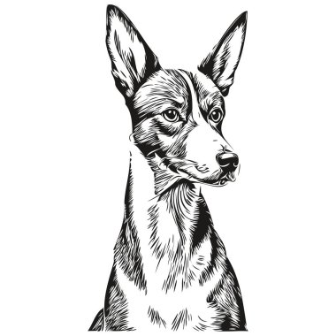Basenji köpek kalemi çizim vektörü, taslak çizim hayvan yüzü logosu siyah ve beyaz gerçekçi evcil hayvan.