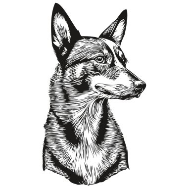 Basenji köpeği gerçekçi hayvan çizimi, el çizimi siyah beyaz vektör gerçekçi evcil hayvan.