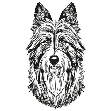 Sakallı Collie köpek yüz vektör portresi, komik ana hatlı hayvan tasviri beyaz arka plan t-shirt hazır