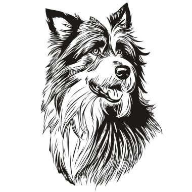 Sakallı Collie köpek kafası çizim vektörü, el çizimi çizimi, şeffaf arkaplan çizimi