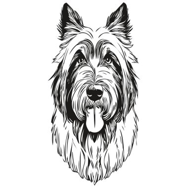 Sakallı Collie köpek mürekkep çizimi, klasik dövme ya da tişört baskısı siyah beyaz vektör