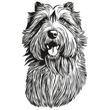 Sakallı Collie köpeği gerçekçi hayvan çizimi, el çizimi siyah beyaz vektör çizimi