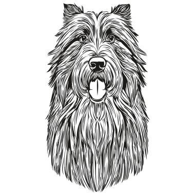 Sakallı Collie köpek vektör yüzü portresi, eskiz klasik tarz şeffaf arka plan gerçekçi hayvan silueti