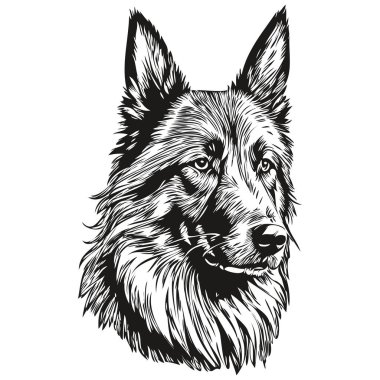 Belgian Tervuren dog engraved vector portrait, face cartoon vintage drawing in black and white sketch drawing clipart