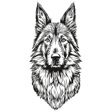 Belçika Tervuren köpek taslak kalem çizimi, beyaz arka planda siyah karakter gerçekçi hayvan silueti