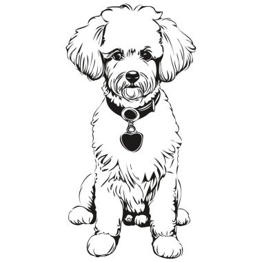 Bichons Frise köpek gerçekçi kalem çizimi vektör, çizgi çizimi köpek yüzü siyah beyaz